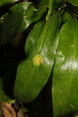 Puccinia sessilis