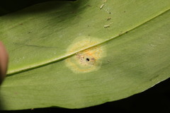 Puccinia sessilis