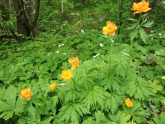 Trollius asiaticus