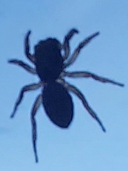 Salticidae