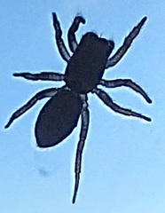 Salticidae