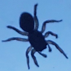 Salticidae