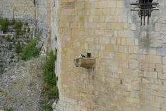 Columba livia domestica