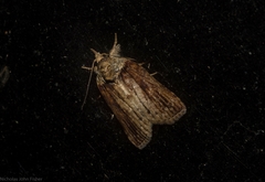 Nycteola indica