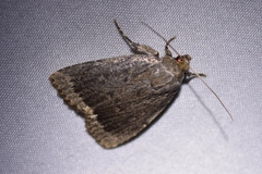 Amphipyra glabella
