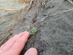 Ozothamnus leptophyllus