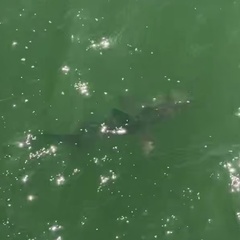 Carcharhinus limbatus