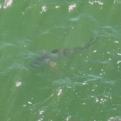 Carcharhinus limbatus