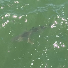 Carcharhinus limbatus