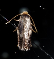 Stigmella floslactella