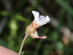 Pinguicula lusitanica