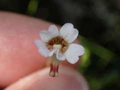 Pinguicula lusitanica