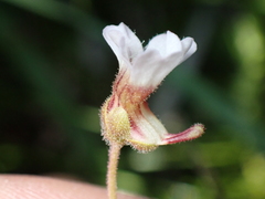 Pinguicula lusitanica