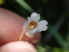 Pinguicula lusitanica