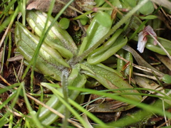 Pinguicula lusitanica