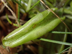 Pinguicula lusitanica