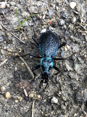 Carabus intricatus
