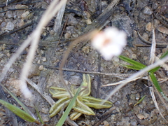 Pinguicula lusitanica