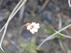Pinguicula lusitanica