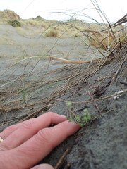 Ozothamnus leptophyllus