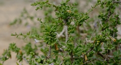 Lycium strandveldense