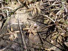 Pinguicula lusitanica
