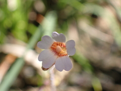 Pinguicula lusitanica