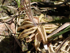 Pinguicula lusitanica