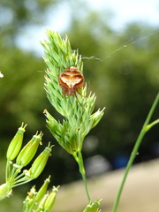 Araneus triguttatus