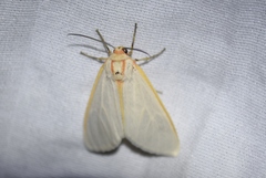 Pygarctia abdominalis