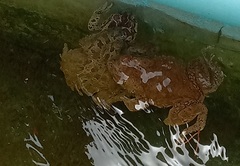 Sclerophrys mauritanica