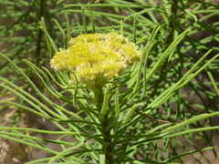 Cassinia leptocephala