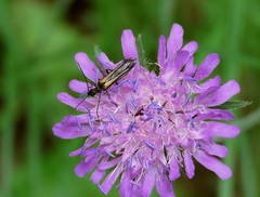 Oedemera pthysica