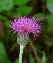 Cirsium pannonicum