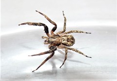 Stephanopis altifrons