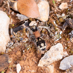 Ronisia barbarula