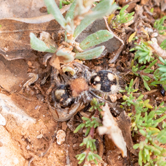 Ronisia barbarula