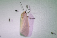 Pygarctia abdominalis