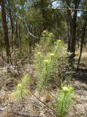 Cassinia leptocephala