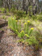 Cassinia leptocephala
