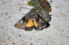 Copanarta aurea