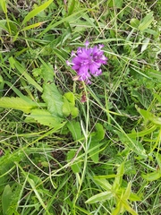 Polygala major