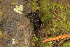 Priocnemis monachus