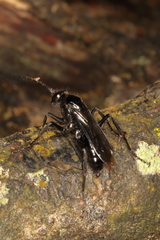 Priocnemis monachus