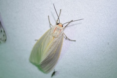 Pygarctia abdominalis