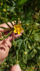 Potentilla thuringiaca