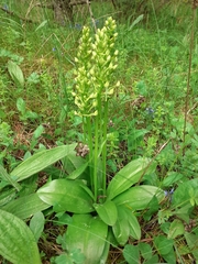 Platanthera bifolia