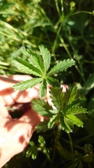 Potentilla thuringiaca