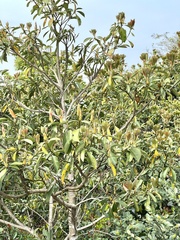 Machilus thunbergii