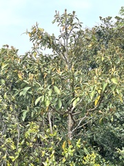 Machilus thunbergii